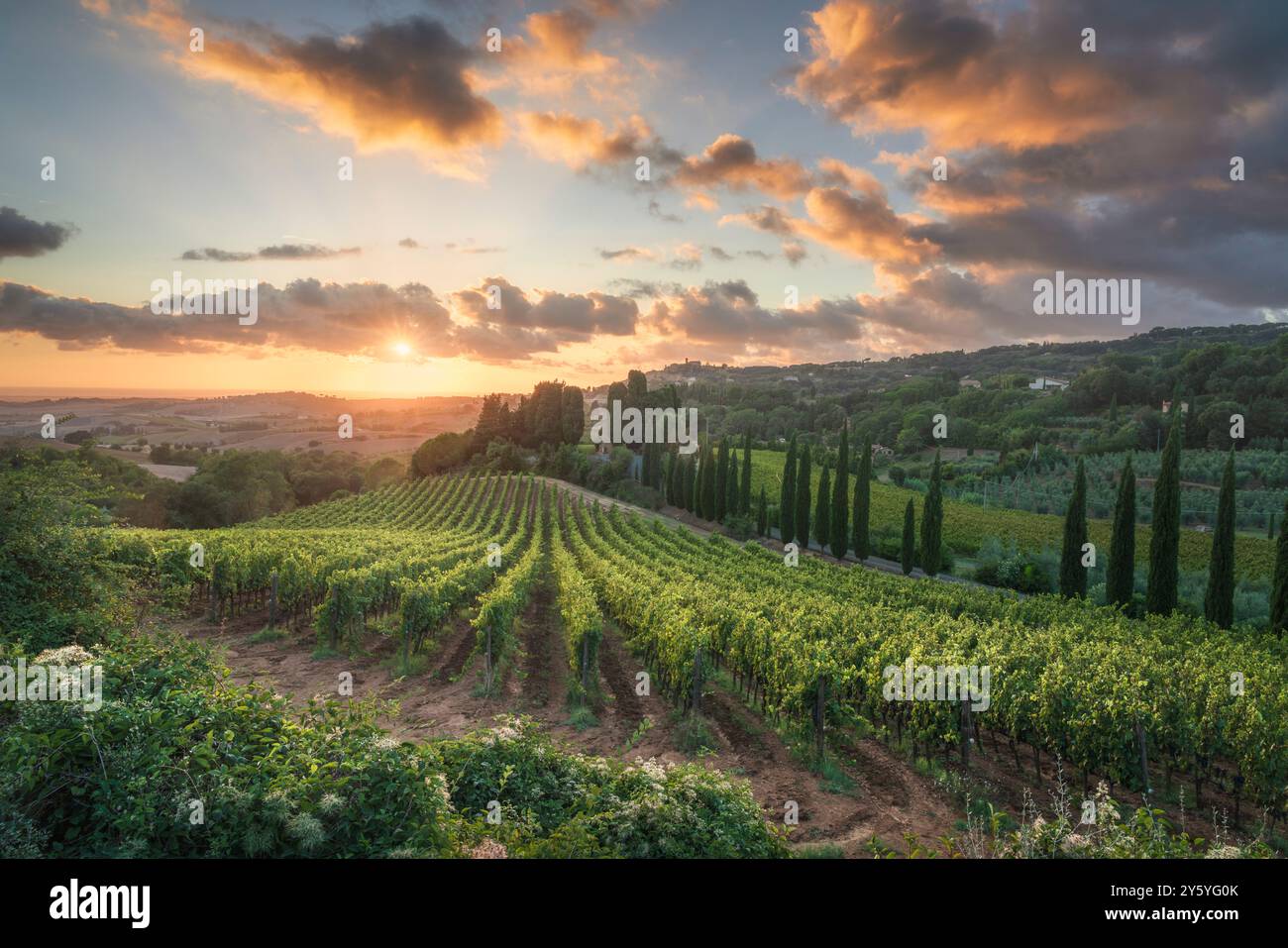 Alta Maremma Landschaft. Weinberge bei Sonnenuntergang und Casale Marittimo Dorf im Hintergrund. Provinz Pisa, Toskana Region, Italien Stockfoto