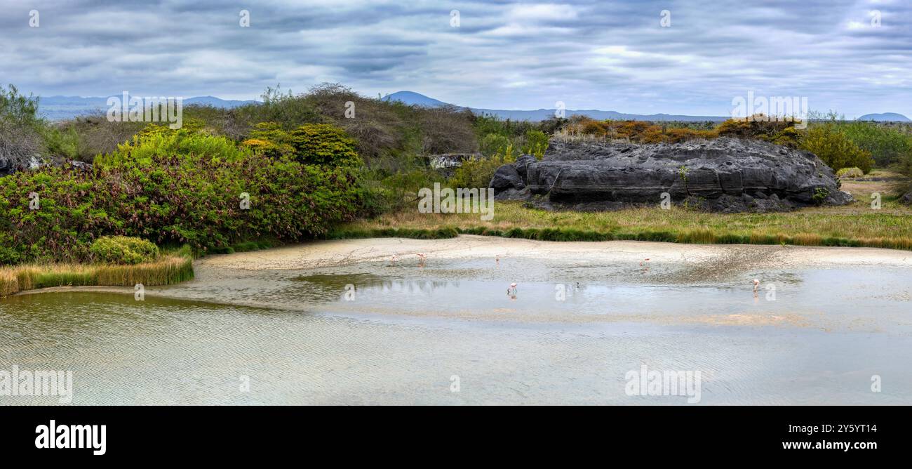 Lagune und Flamingos auf der Insel Isabela auf den Galapagos-Inseln Stockfoto