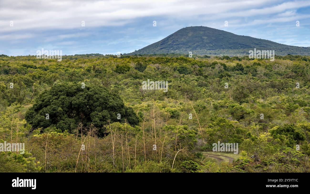 Hügel und Wald auf Isabela Island der Galapagos Inseln Stockfoto
