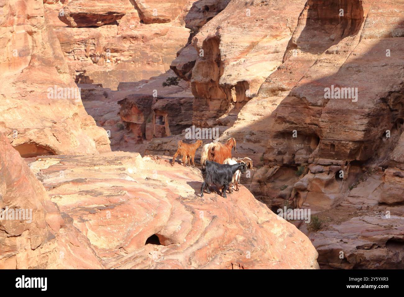 Ziegen im Gebiet von Wadi Musa, Petra in Jordanien Stockfoto