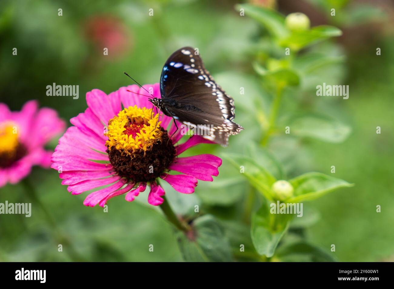 Schmetterling auf eine rosa Blume Stockfoto