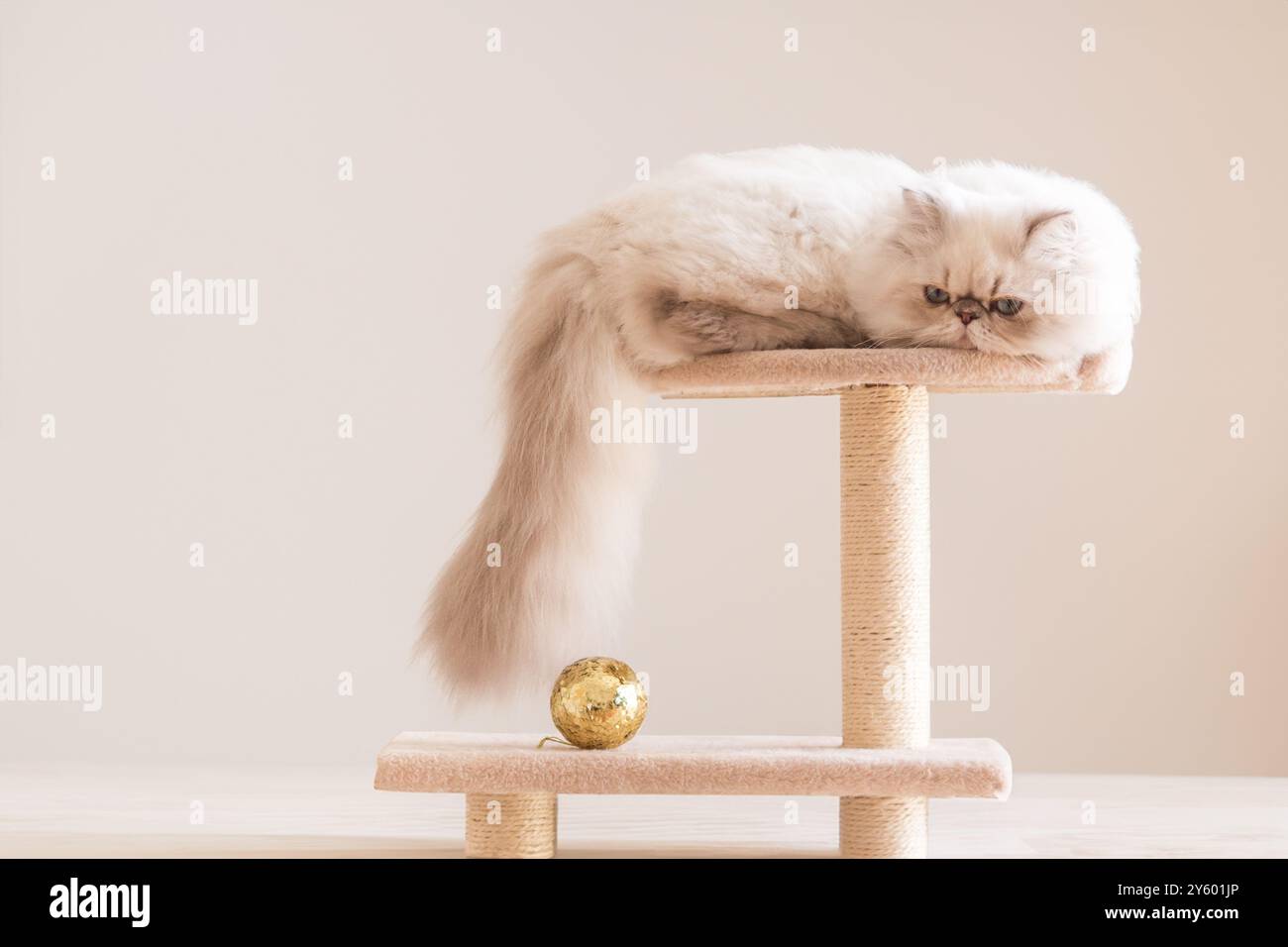 Eine verspielte Katze, die sich in einer gemütlichen und einladenden Umgebung mit einem glänzenden Goldenen Ball genießt Stockfoto