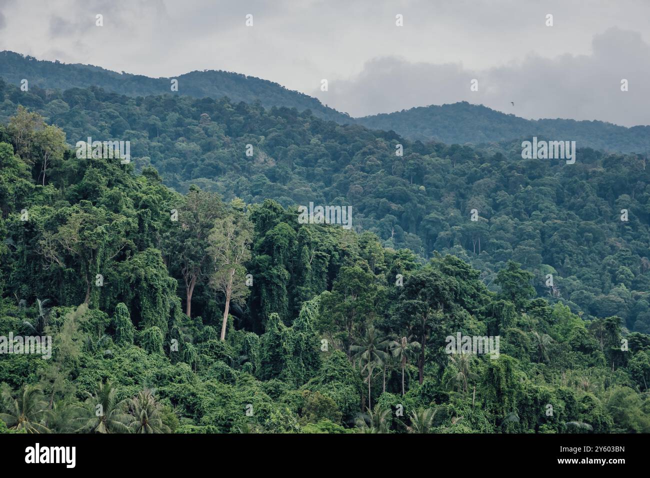 Grüner und dichter Dschungel bedeckt die Hügel der Insel Tioman in Malaysia Stockfoto