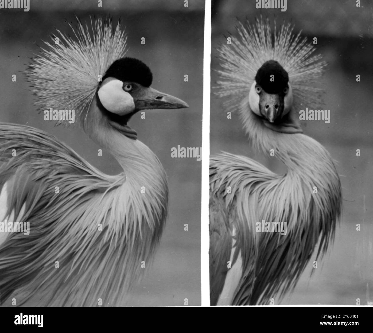 BIRDS CRANE INDIAN LONDON ZOO 10. MÄRZ 1961 Stockfoto