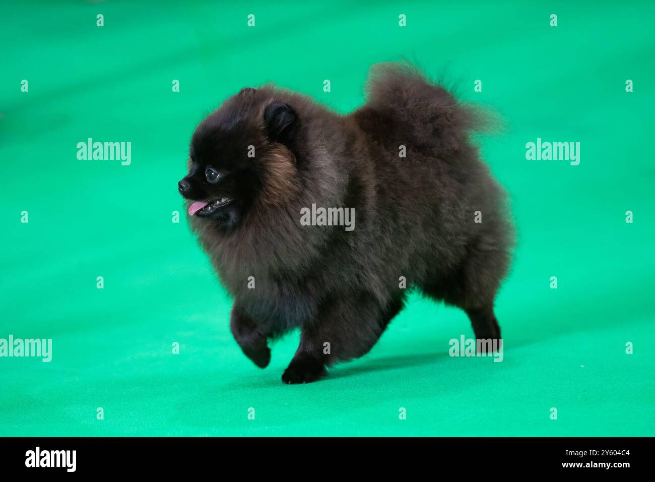 Flauschiger schwarzer Pommerscher Hund, der auf einem grünen Teppich läuft Stockfoto