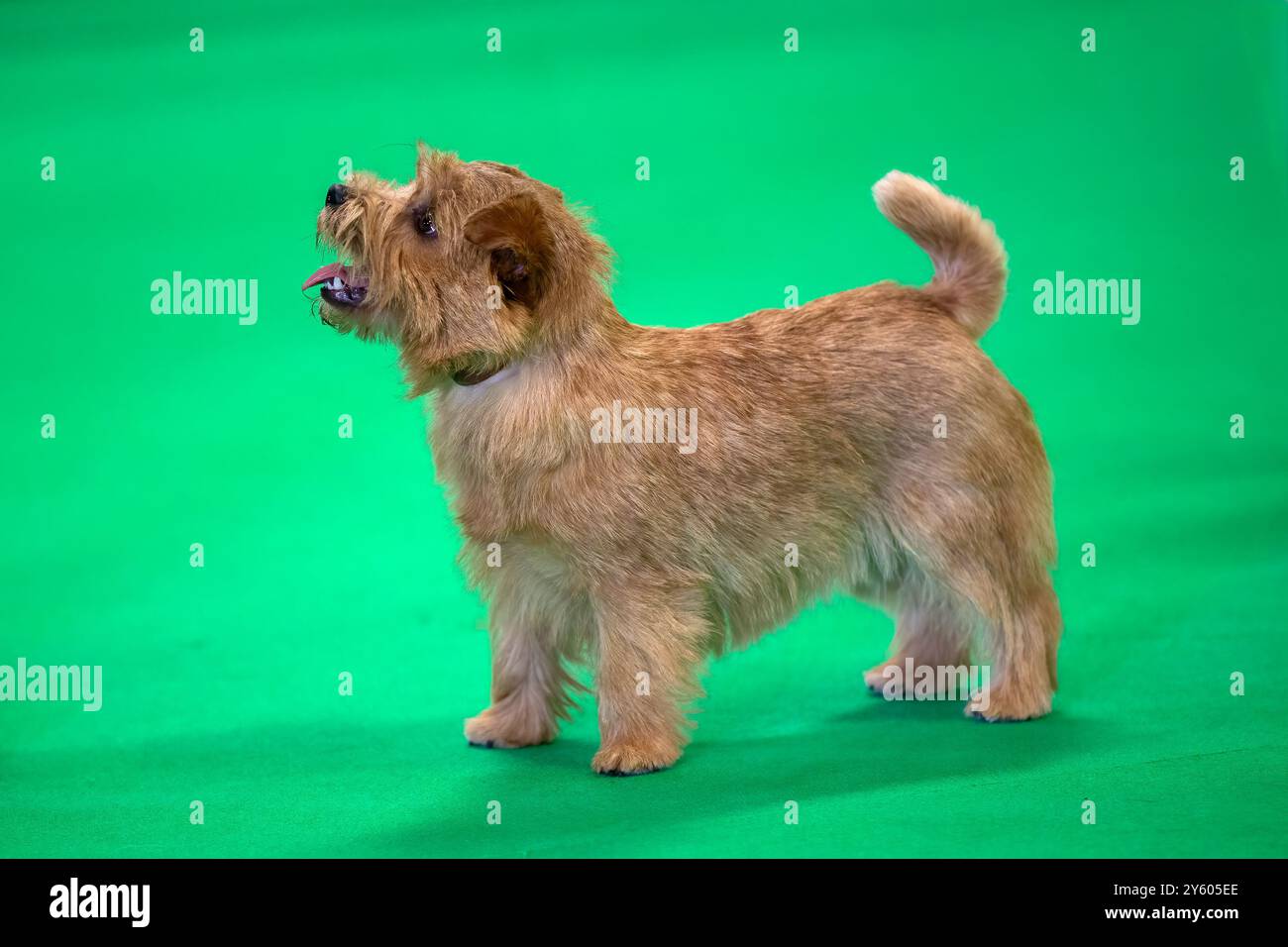 Norfolk Terrier Hund auf grünem Hintergrund Stockfoto