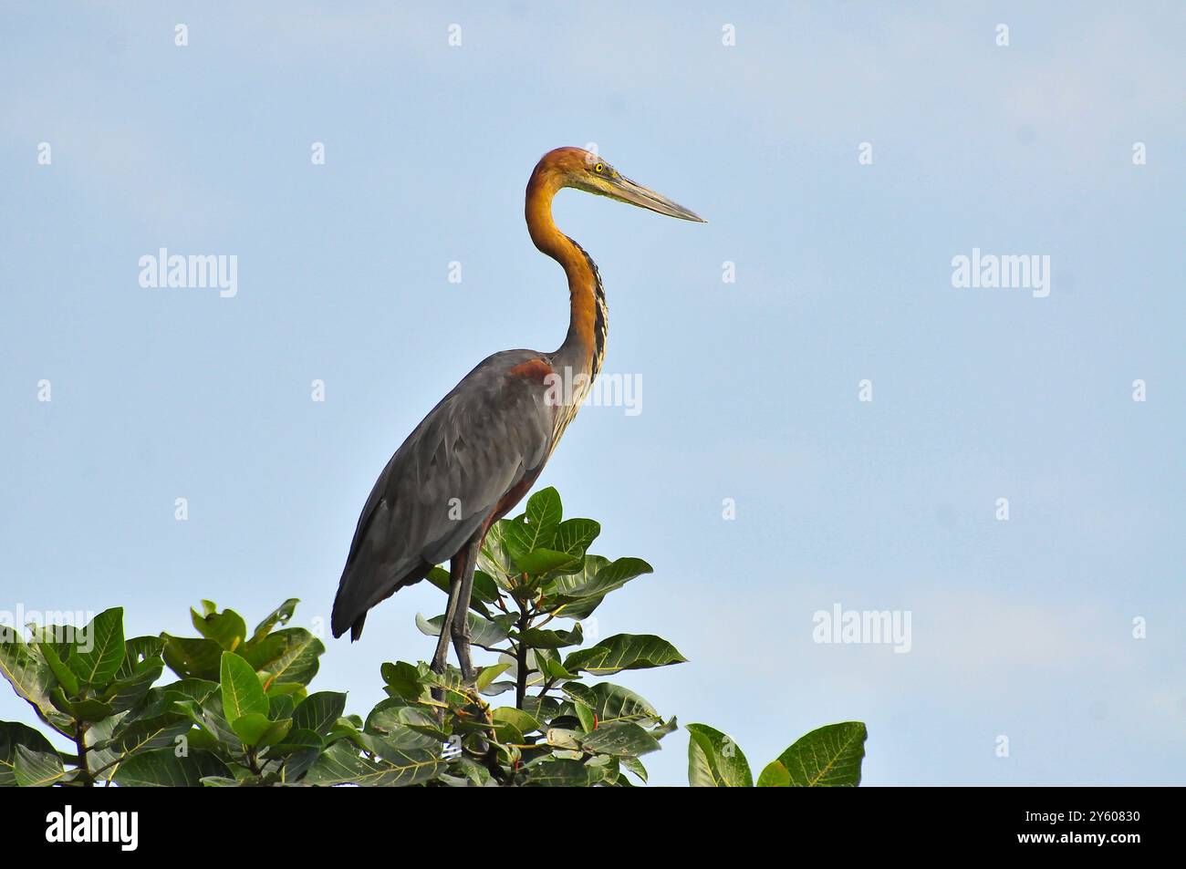 GOLIATH HERON - Ardea goliath - Uganda Stockfoto