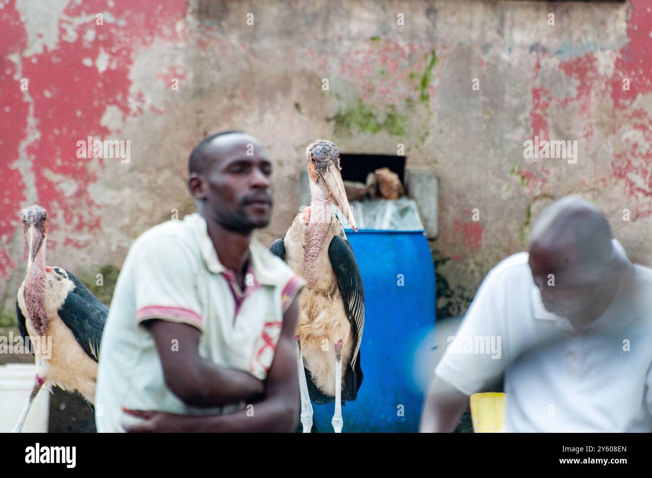 Ein MARABOUSTORCH (Leptoptilos crumeniferus), der mit Menschen interagiert - Kampala Uganda Stockfoto