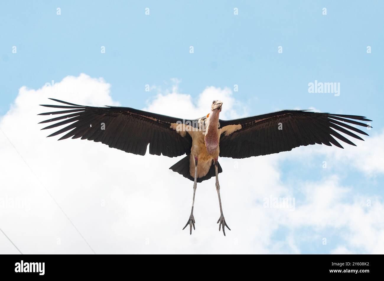 MARABOUSTORCH - Leptoptilos crumeniferus - Kampala Uganda Stockfoto