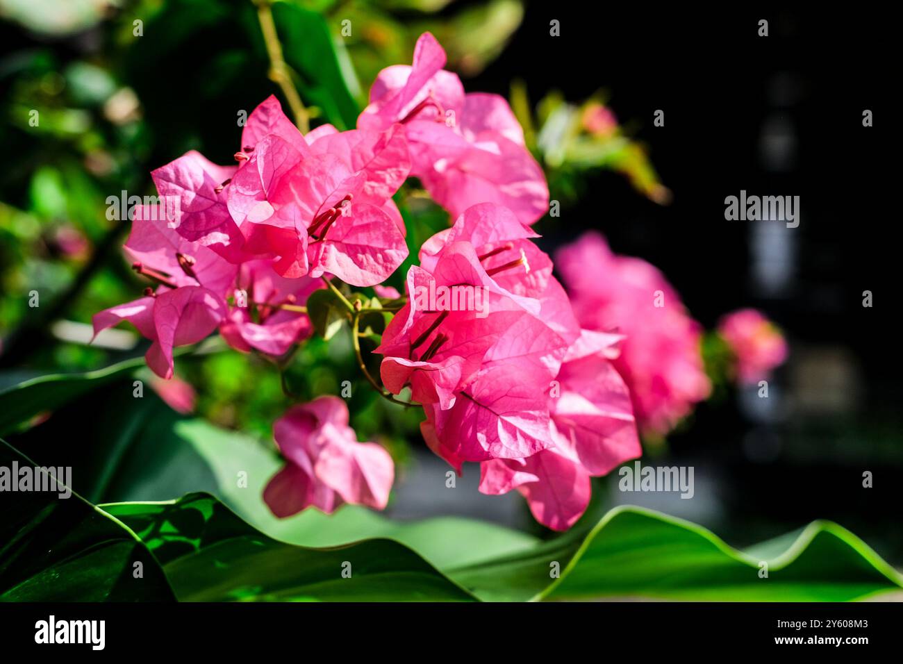 Beauty Bougainvillea Flowers Papierblumen. Bougainvillea glabra, die kleinere Bougainvillea. Stockfoto