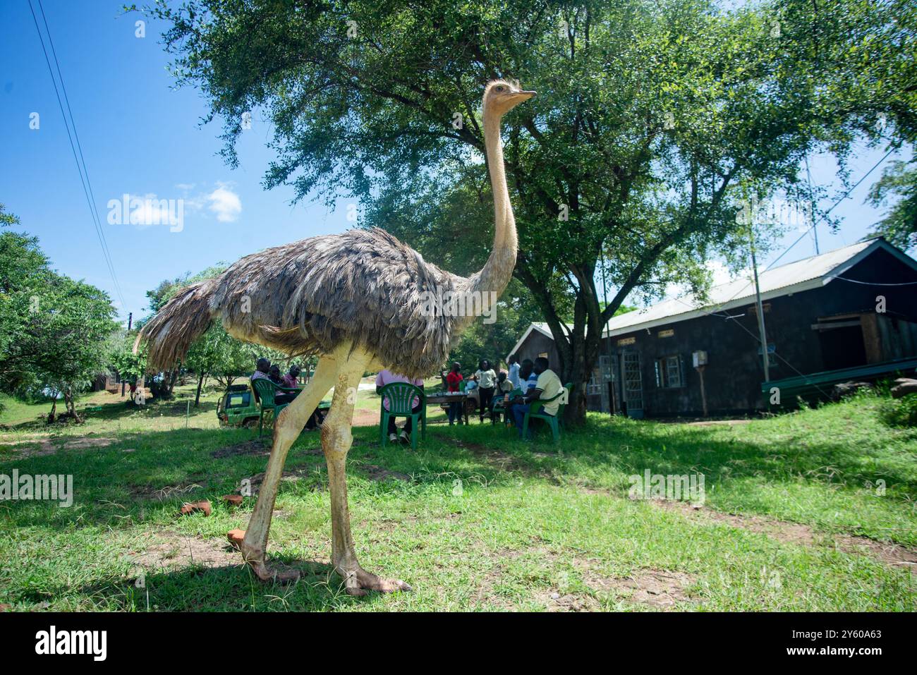 Strauß - Uganda Stockfoto