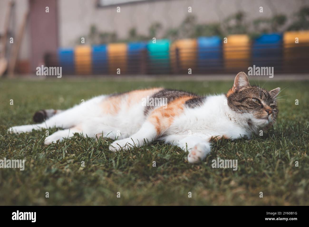 Entspannte Calico-Katze, die sich in der Sonne auf einem grasbewachsenen Rasen sonnt, bietet einen ruhigen und zufriedenen Ausdruck mit leuchtenden Farben, die sich von einem üppigen Grün abheben Stockfoto