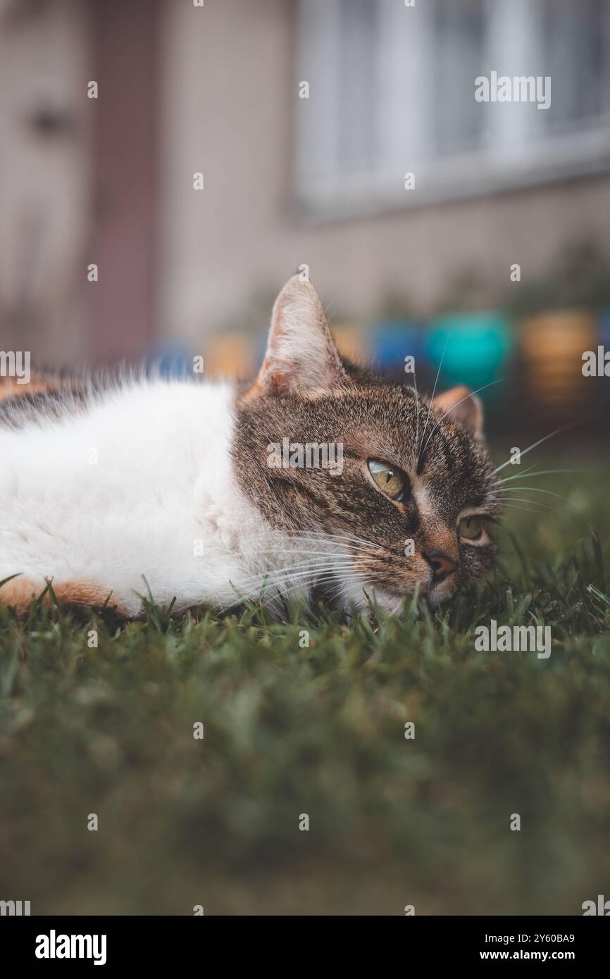 Entspannte Calico-Katze, die sich in der Sonne auf einem grasbewachsenen Rasen sonnt, bietet einen ruhigen und zufriedenen Ausdruck mit leuchtenden Farben, die sich von einem üppigen Grün abheben Stockfoto