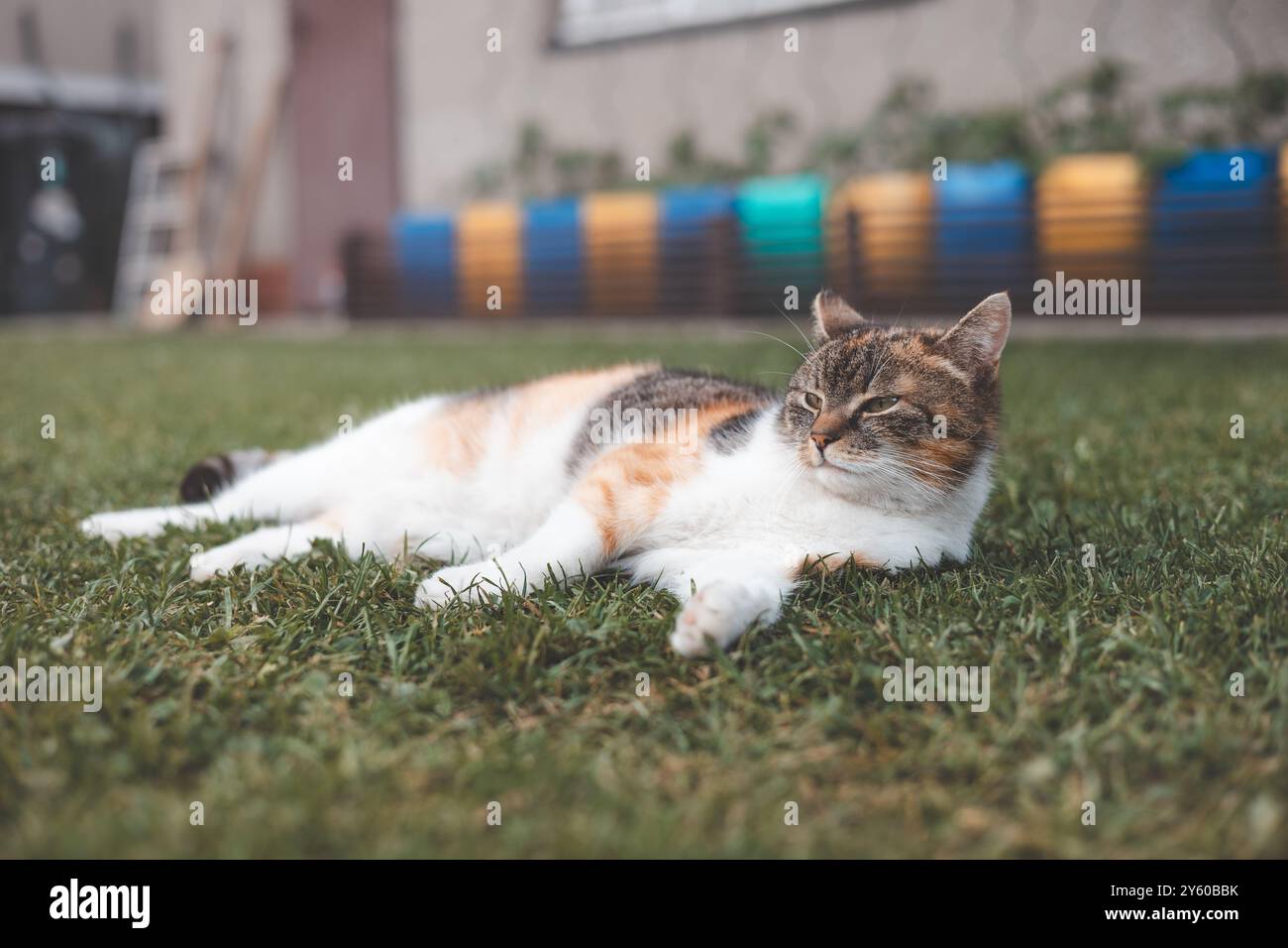 Entspannte Calico-Katze, die sich in der Sonne auf einem grasbewachsenen Rasen sonnt, bietet einen ruhigen und zufriedenen Ausdruck mit leuchtenden Farben, die sich von einem üppigen Grün abheben Stockfoto