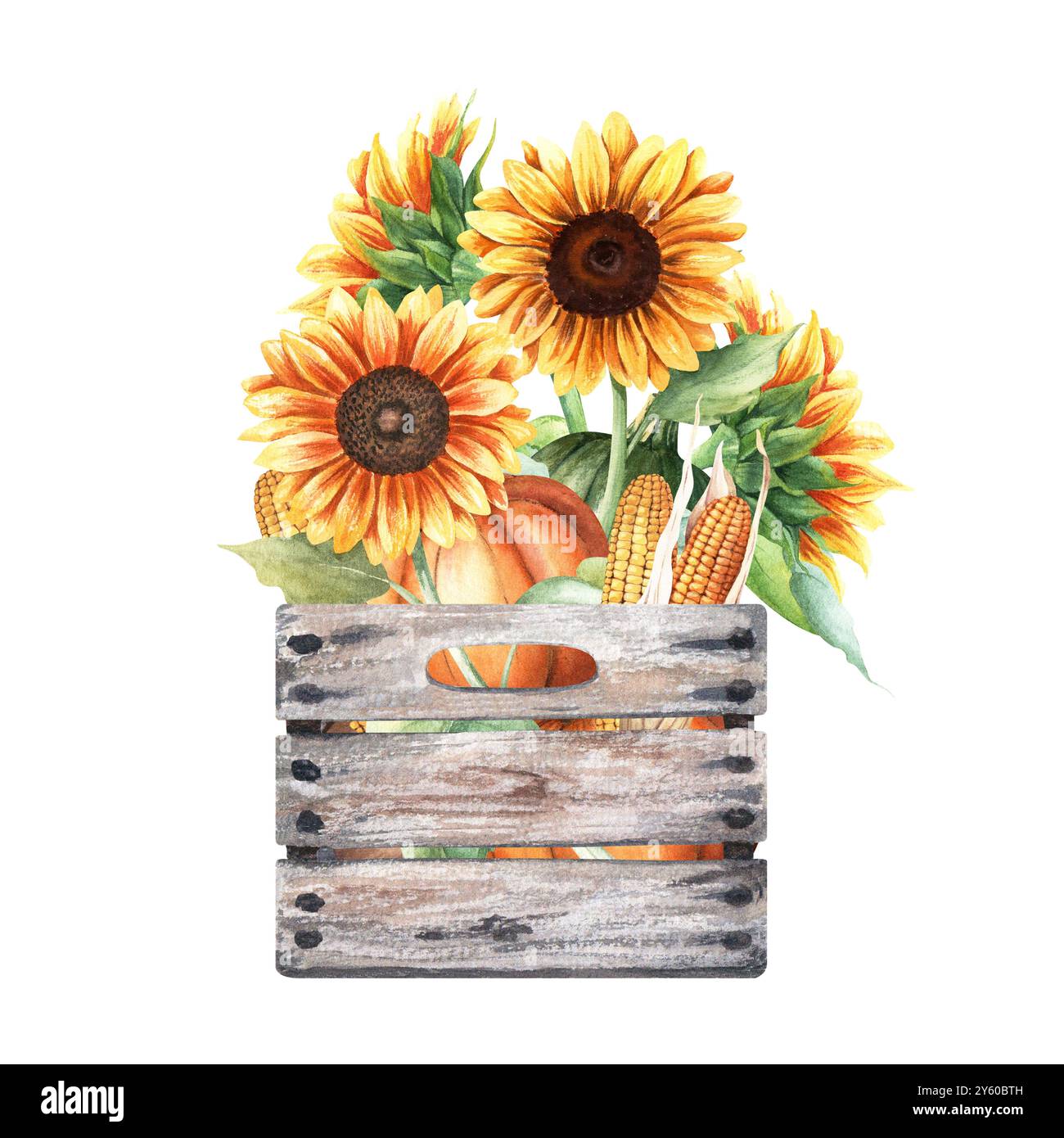 Vintage Holzkiste, Box mit klassischen Herbstgemüse Kürbissen, Kürbisse. Handgezeichnete Aquarellillustration. Zusammensetzung isoliert auf weißem Hintergras Stockfoto