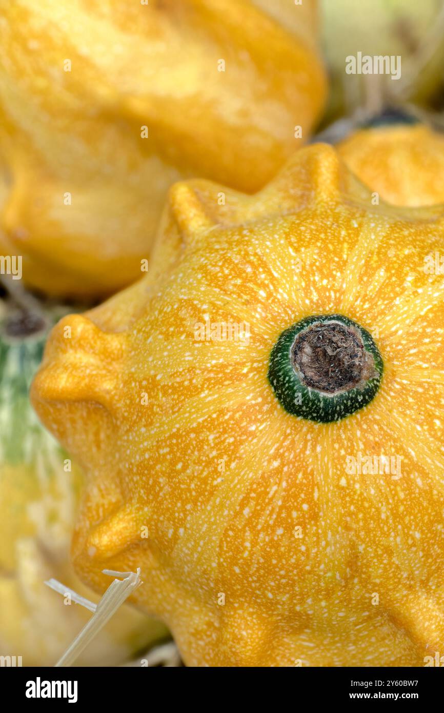 Gruppe von verschiedenen Pattypanen, Nahaufnahme. Abstrakter saisonaler Herbst-Hintergrund Stockfoto