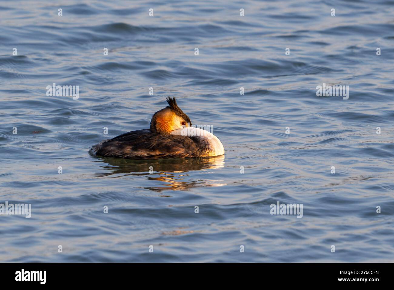 Großkäppchen (Podiceps cristatus) im Zuchtgefieder, das im Spätsommer/Herbst im Teich ruht Stockfoto