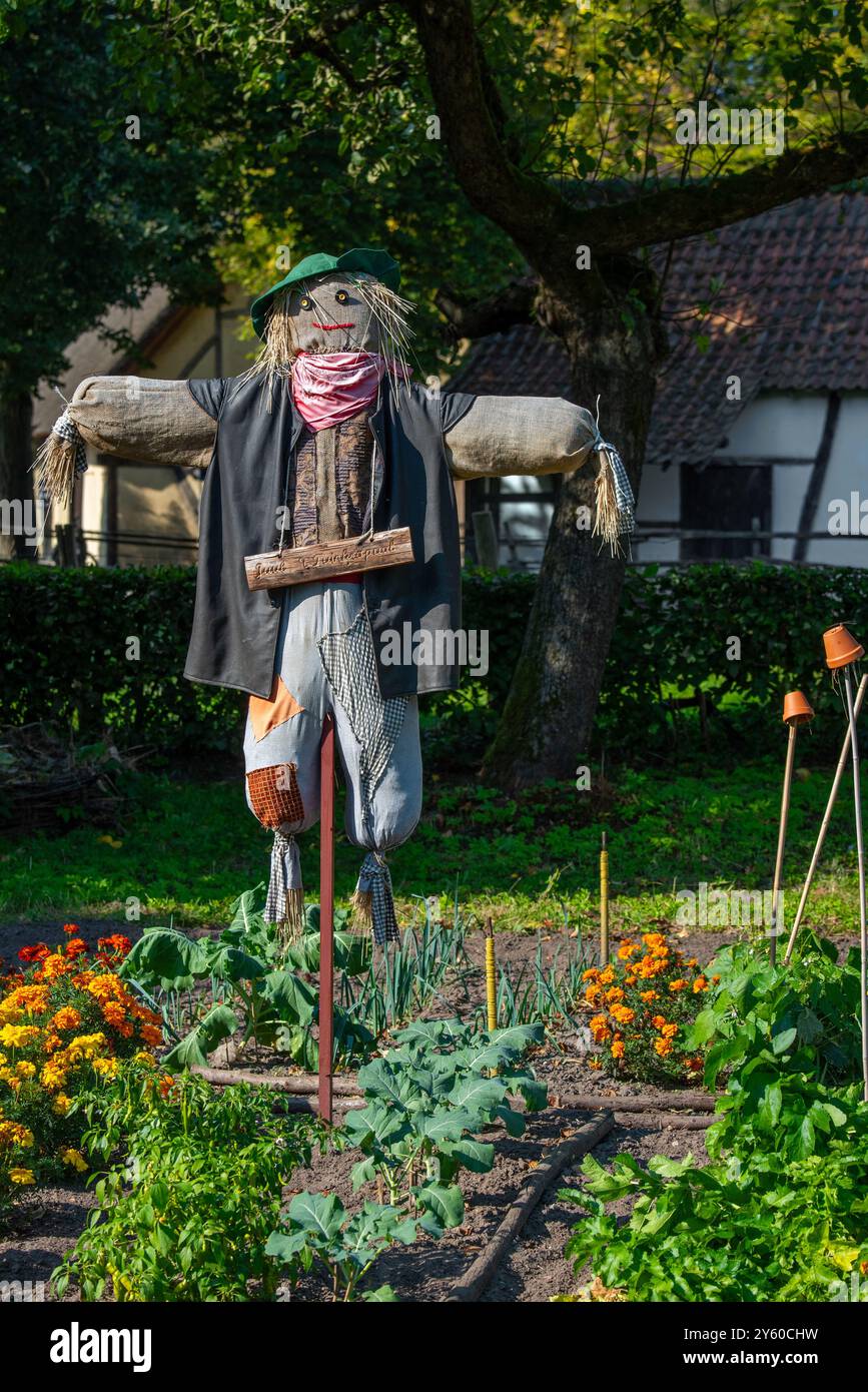 Humanoide Vogelscheuche / Vogelscheuche in alten Kleidern und in Gemüsegarten platziert, um Vögel davon abzuhalten, das Gemüse zu fressen Stockfoto