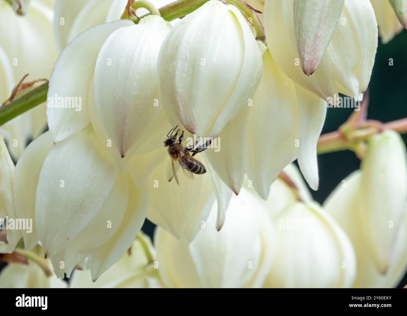 Nahaufnahme einer Honigbiene auf einem Blumenstiel einer spanischen Bajonettyuka-Pflanze. Stockfoto