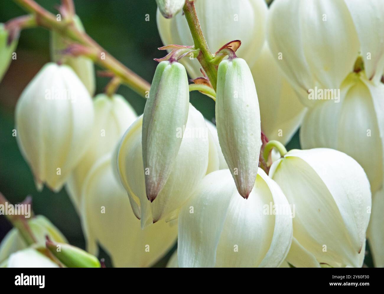 Nahaufnahme von cremeweißen Blütenknospen auf einer spanischen Bajonett-Yucca-Pflanze Stockfoto