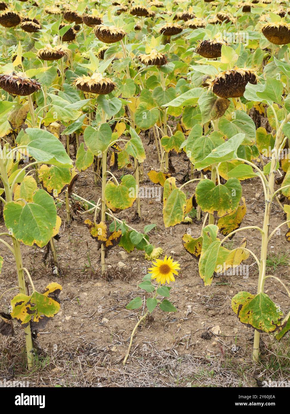 Sonnenblumenfeld mit herabhängenden Köpfen am Ende ihres Wachstumszyklus, symbolisiert das Ende des Sommers im Loire-Tal, Frankreich Stockfoto