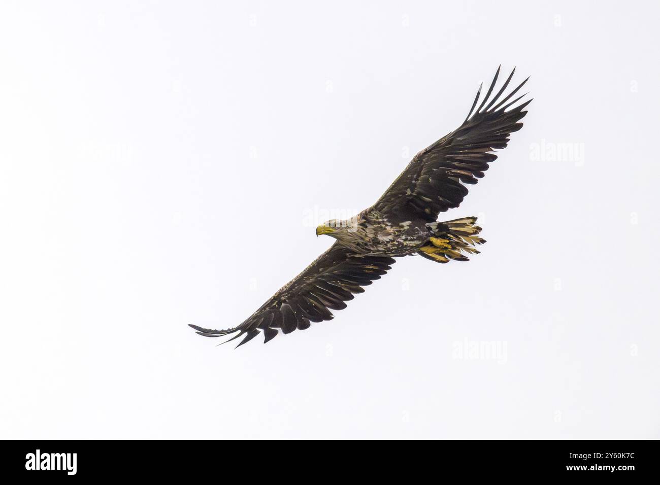 Ein Seeadler (Haliaeetus albicilla), der vor einem klaren weißen Himmel fliegt, Katinger Watt, Toenning, Schleswig-Holstein, Deutschland, Europa Stockfoto