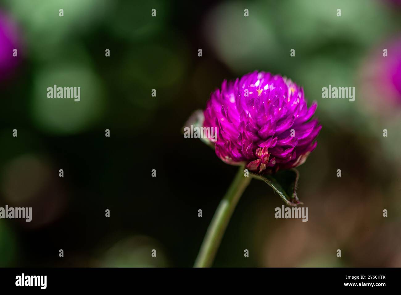 Eine detaillierte Makroaufnahme von Gomphrena globosa oder Globus Amaranth, die seine leuchtenden violetten Blütenblätter und komplizierten Texturen hervorhebt. Stockfoto