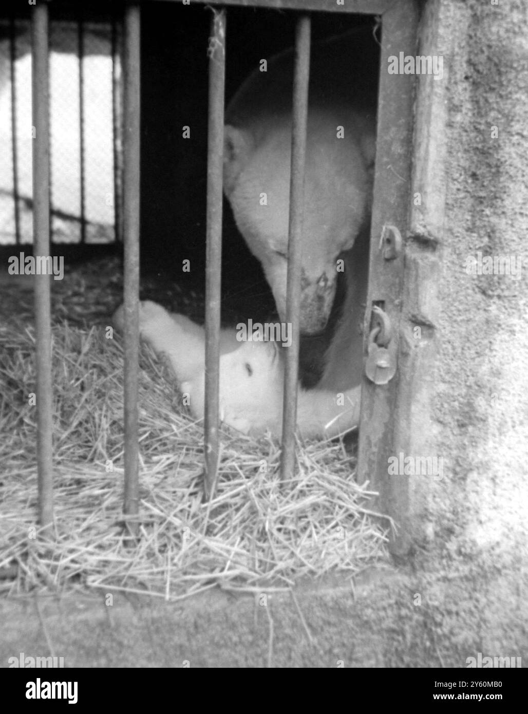 EISBÄR IM NEUSEELÄNDISCHEN ZOO 23. NOVEMBER 1960 Stockfoto