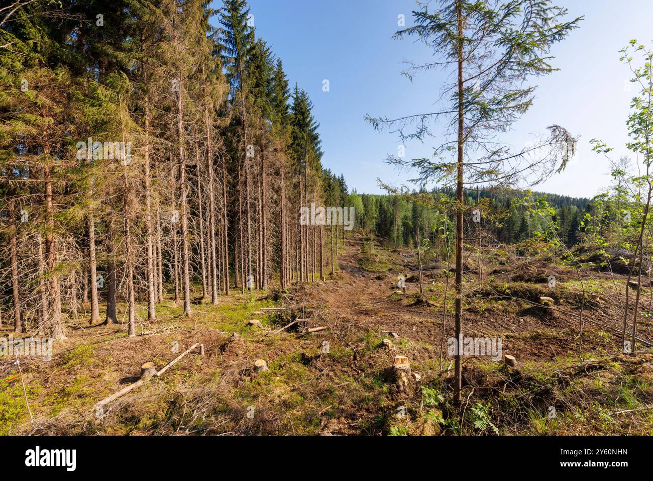 Waldrand und Freischnitt am Hang, Finnland Stockfoto