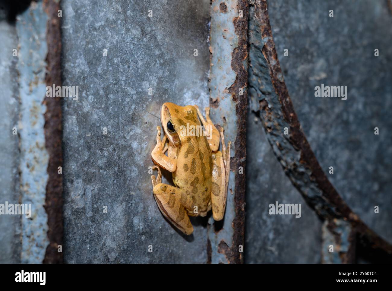 Polypedates bengalensis, der braune Fleckenfrosch, ist eine Froschart aus der Familie der Rhacophoridae. Sie wurde zwischen 7 und 13 Metern über dem Meeresspiegel beobachtet. Männliche Frösche rufen aus Blättern, die sich 20–2 Meter über der Wasseroberfläche befinden. Der Frosch hat eine gelblich-braune bis grünlich-braune Farbe, mit sechs bis neun dunkelbraunen Flecken, die von hinter seinem Auge bis zu seinem Lüftungsschlitz verlaufen. Brauner Fleckiger Bengalbaumfrosch Polypedates bengalensis wurde 2020 für die Rote Liste bedrohter Arten der IUCN bewertet. Tehatta, Westbengalen, Indien. Stockfoto