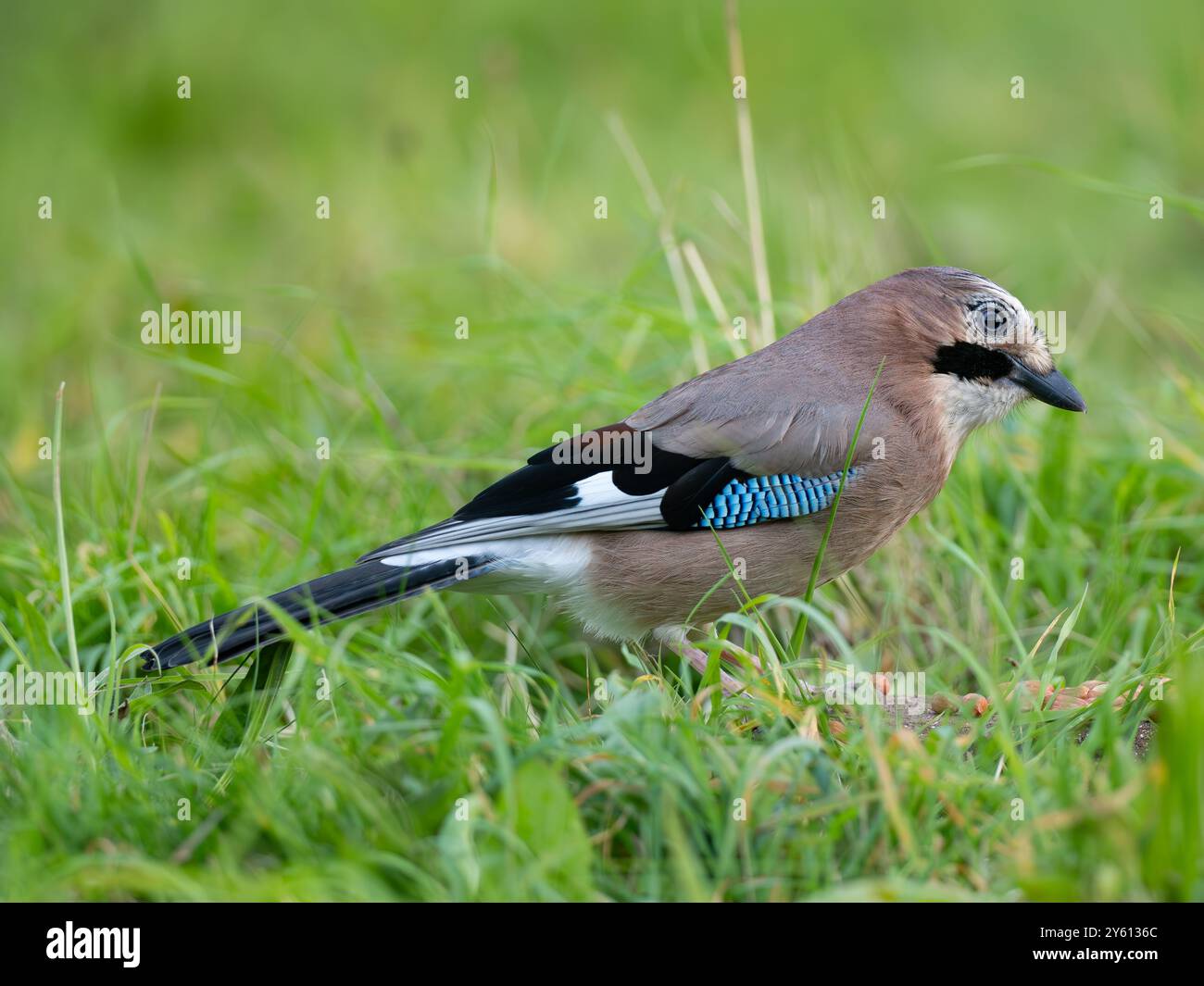 Wunderschöner eurasischer jay [ garralus glandarius ] in der Stadt Bristol in Großbritannien Stockfoto