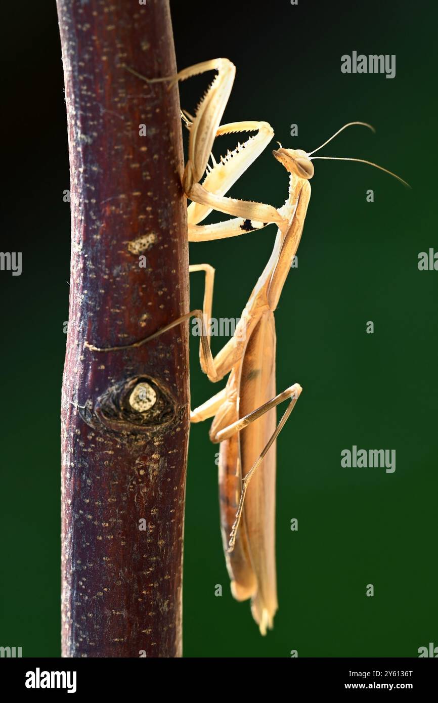 Europäischer brauner Beter, der einen Ast hochklettert Stockfoto