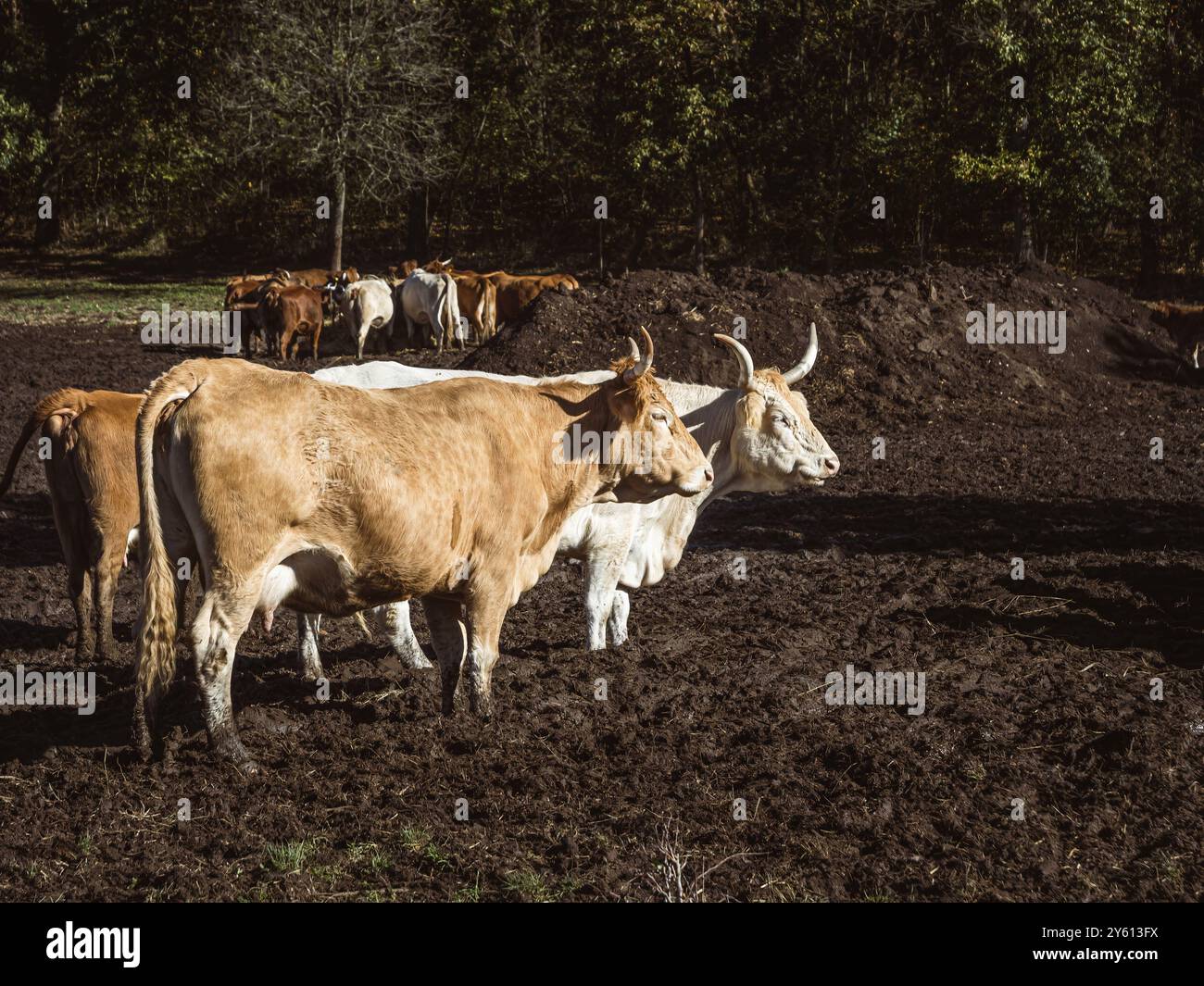 Eine Gruppe brauner und weißer europäischer Rinder, die auf einem schlammigen Feld stehen, Bio-natürliche Tierhaltung, Dung auf dem Feld, Ungarn Stockfoto