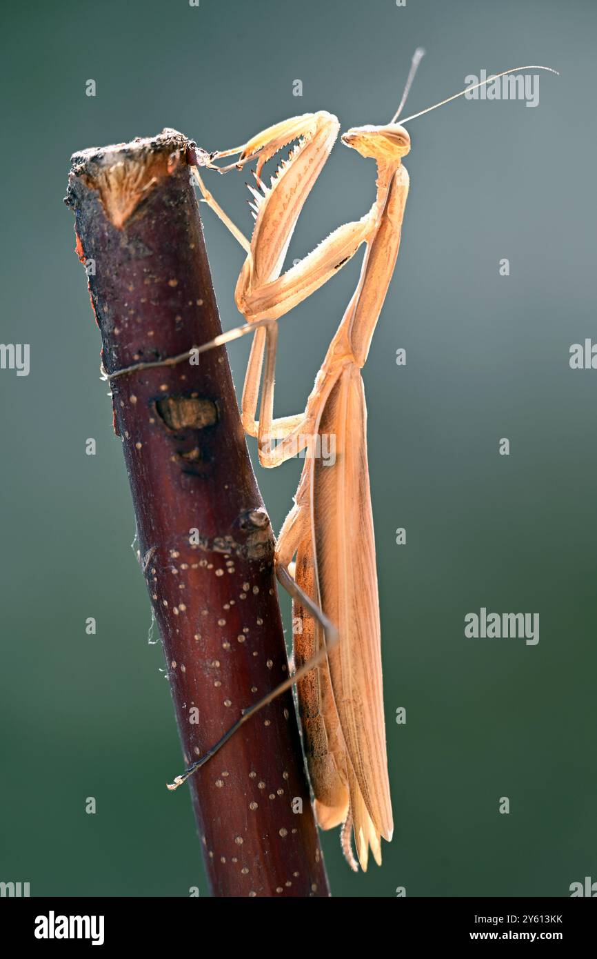 Europäischer brauner Gebetsmantis, der auf einen hölzernen Zweig klettert Stockfoto