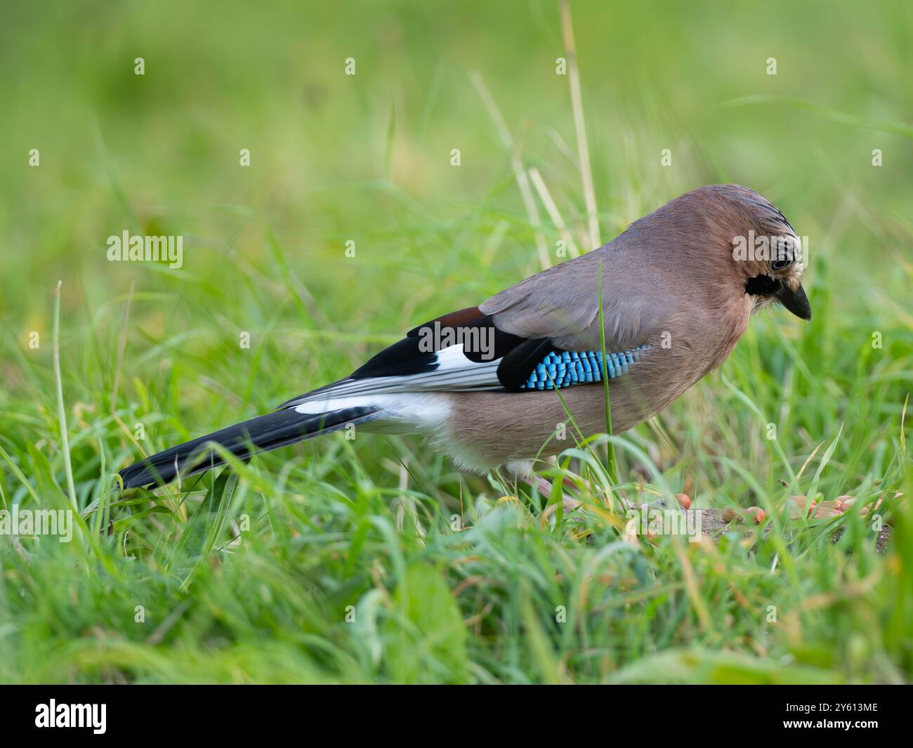 Wunderschöner eurasischer jay [ garralus glandarius ] in der Stadt Bristol in Großbritannien Stockfoto