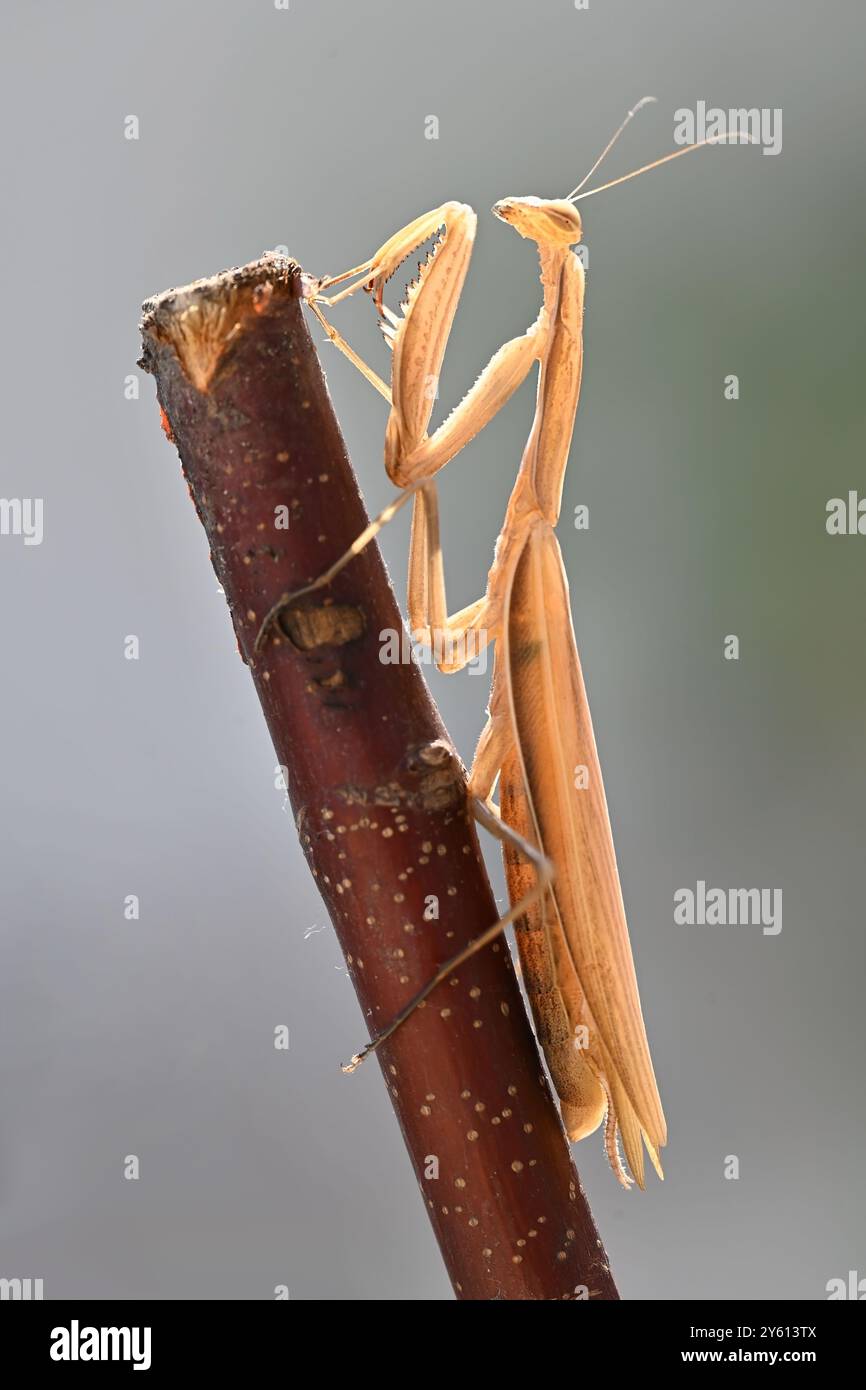 Europäischer brauner Gebetsmantis, der auf einen hölzernen Zweig klettert Stockfoto