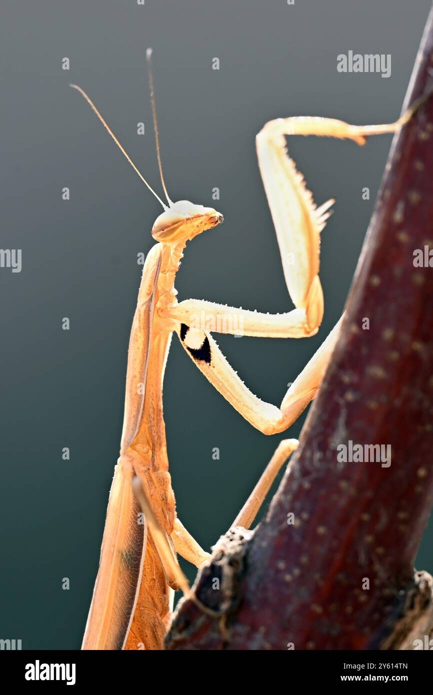 Europäischer brauner Beter, der einen Ast hochklettert Stockfoto