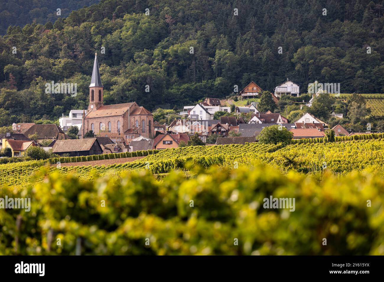 Blick über die Weinberge zum Dorf Husseren-les-Châteaux in der Kulturregion Elsass und auf der Elsass Weinstraße, Oberrhein, Grand Est, Frankreich, Europa Stockfoto