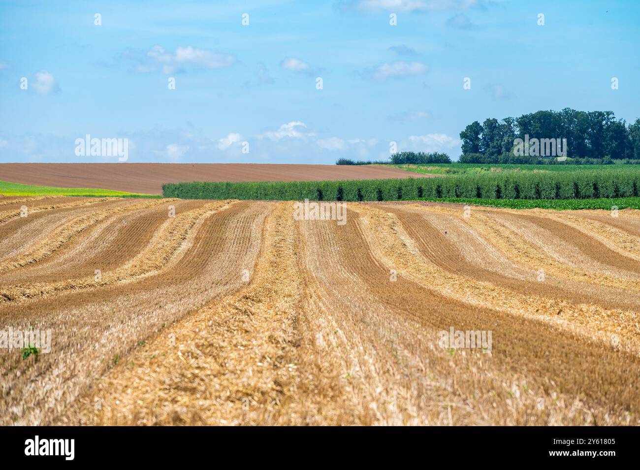 Goldene Weizenfelder in der flämischen Landschaft in Heers, Limburg, Belgien Stockfoto