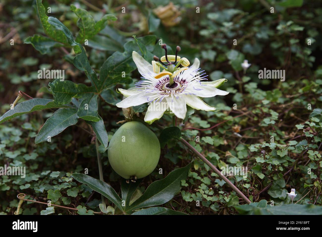 Passionsblumen (Passiflora caerulea) - Laubkletterpflanze mit essbaren Früchten in Ohrid, Nordmakedonien Stockfoto