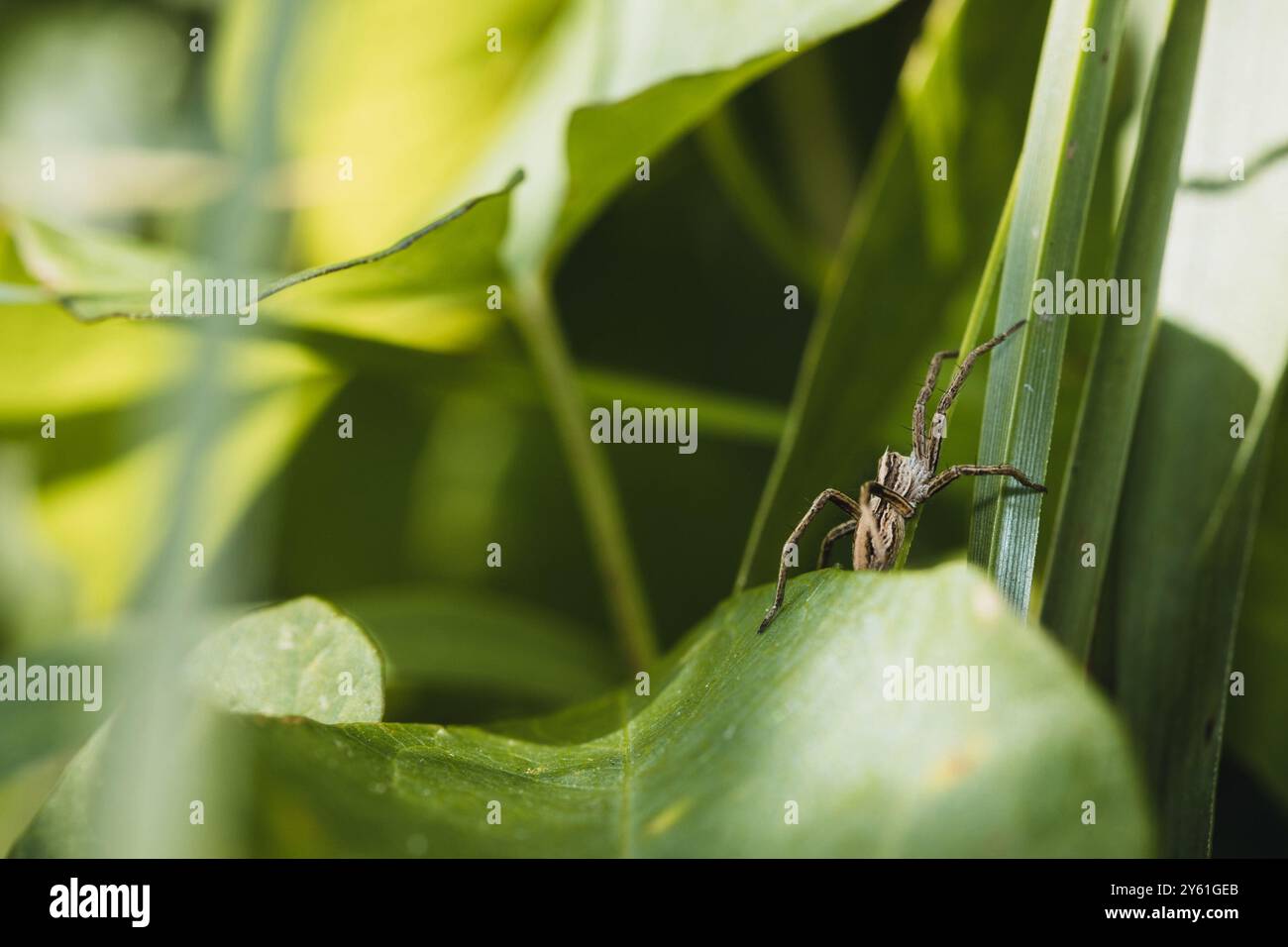 Nahaufnahme einer Baumstammspinne, die auf einem Blatt in der Natur klettert. Arachnophobia pisaura mirabilis. Stockfoto