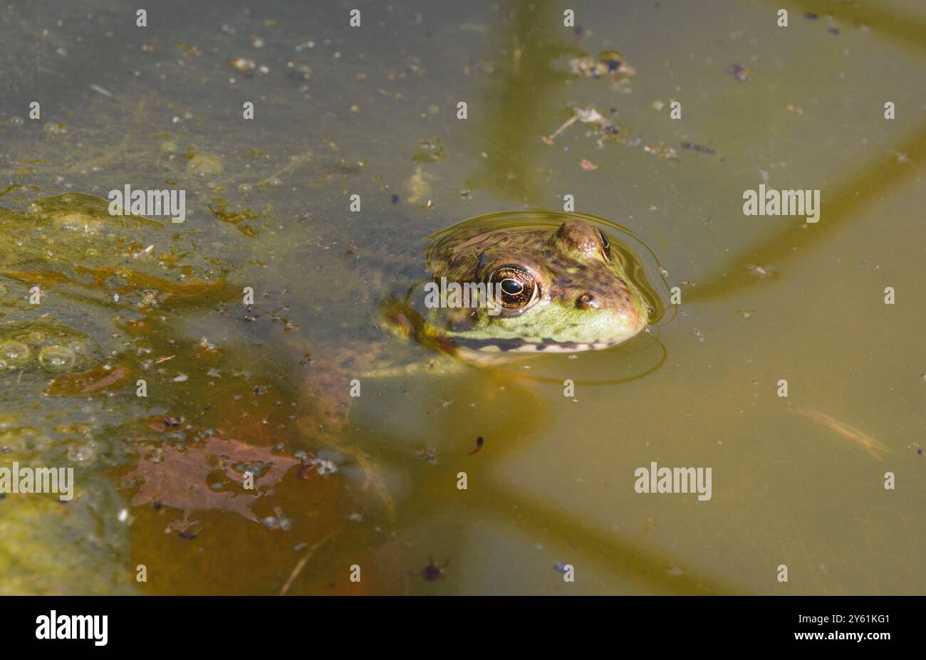 Ein Frösch steckt seinen Kopf über Wasser, während er ruhig in einem Algenteich ruht und versucht, seine Position an einem warmen Sommertag zu verbergen. Stockfoto