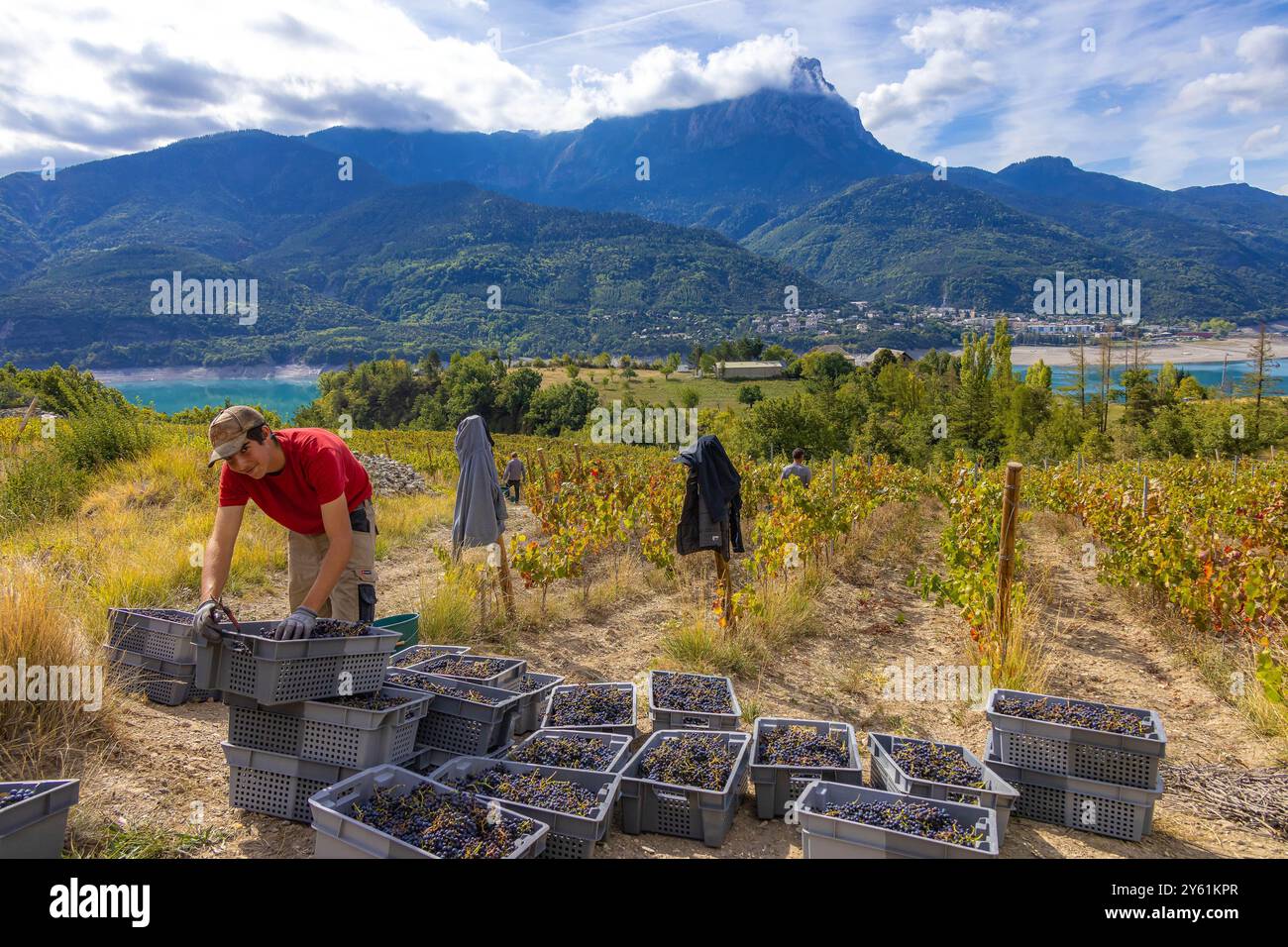 HAUTES-ALPES (05), NATIONALPARK ECRINS, PAYS DE SERRE-PONCON, EMBRUN, DOMAINE DU MONT GUILLAUME, DELPHINE UND EMMANUEL BERTELOOT WINZER, MOLLARD Stockfoto