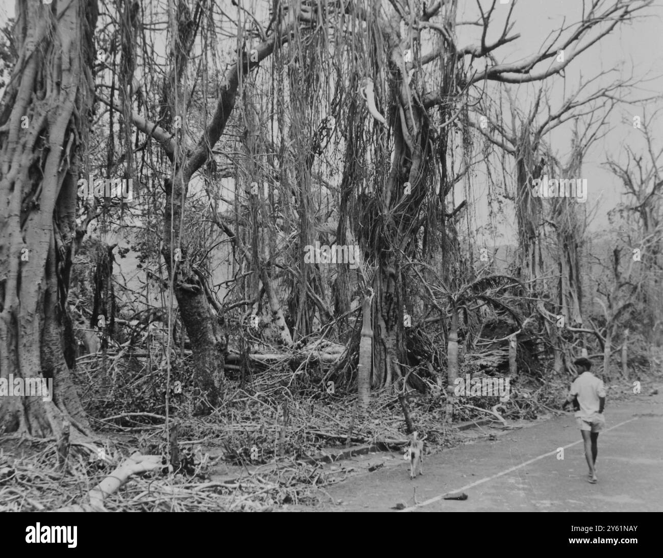 CYCLONE CAROLE CYCLONE DAMAGES PORT LOUIS 11 MÄRZ 1960 Stockfoto