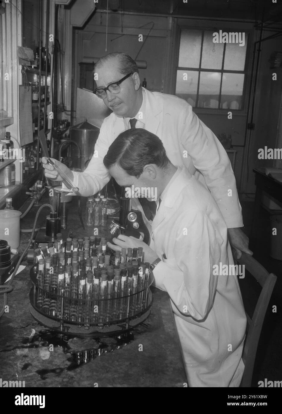 DR. M C BYNCE UND D TYRELL UNTERSUCHEN ERKÄLTUNGSVIRUS 4 FEBRUAR 1960 Stockfoto