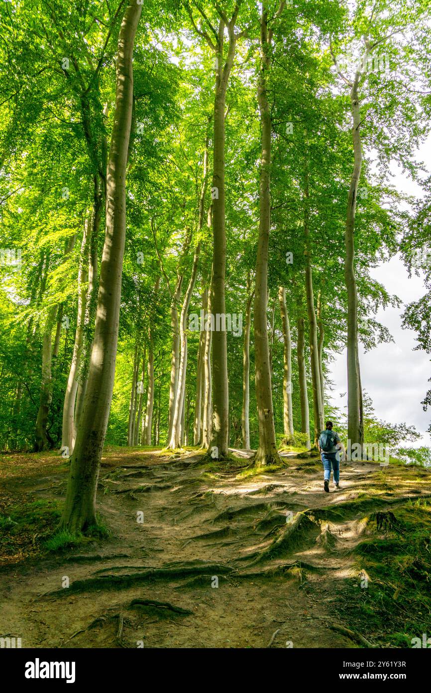 Der Hochuferwanderweg von Baabe über Sellin nach Binz, durch dichten Buchenwald, entlang der Klippen, mit vielen Ausblicken auf die Ostsee, hier der Abschnitt Stockfoto