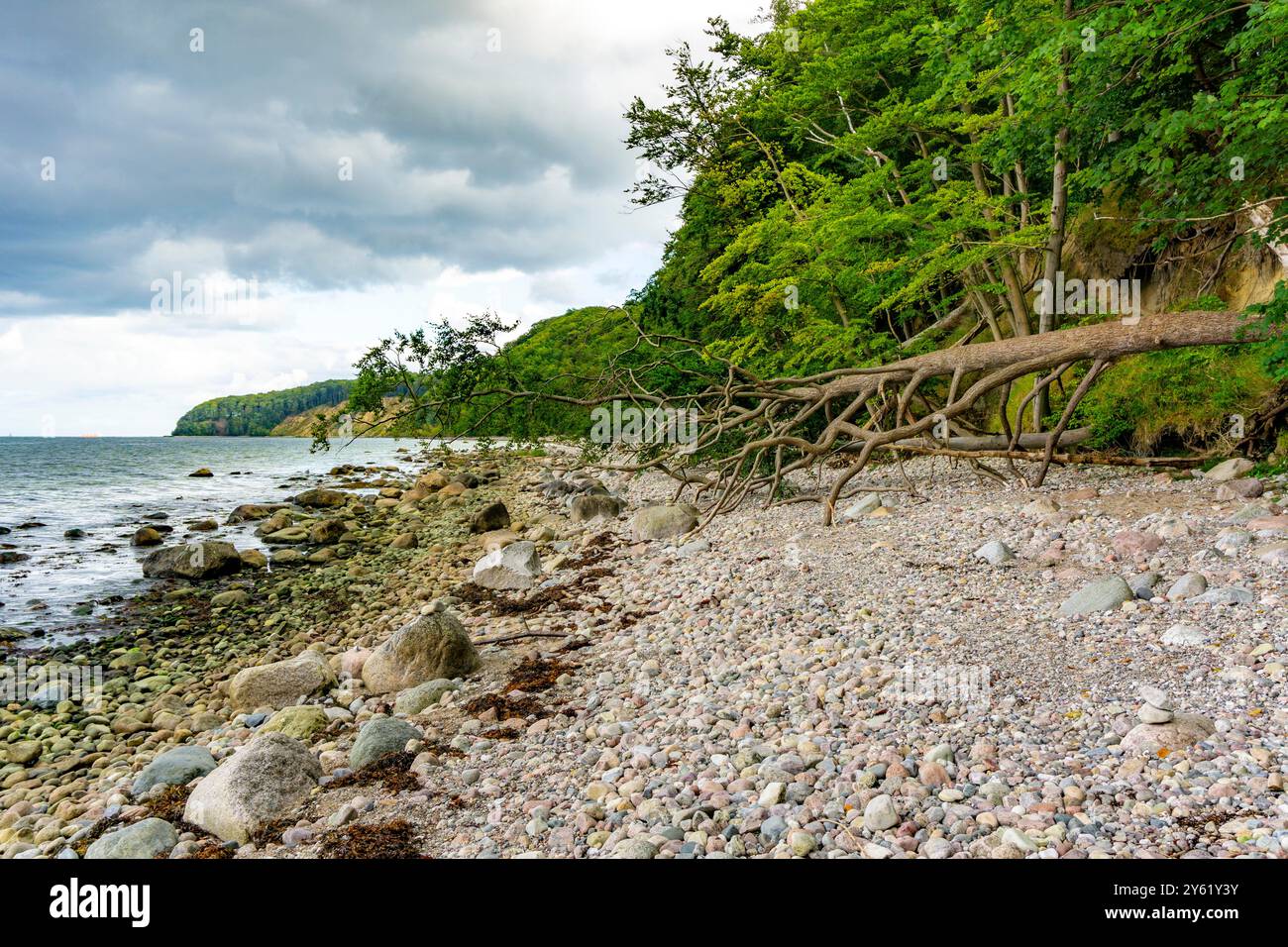 Der Hochuferwanderweg von Baabe über Sellin nach Binz, durch dichten Buchenwald, entlang der Klippen, mit vielen Ausblicken auf die Ostsee, hier der Abschnitt Stockfoto