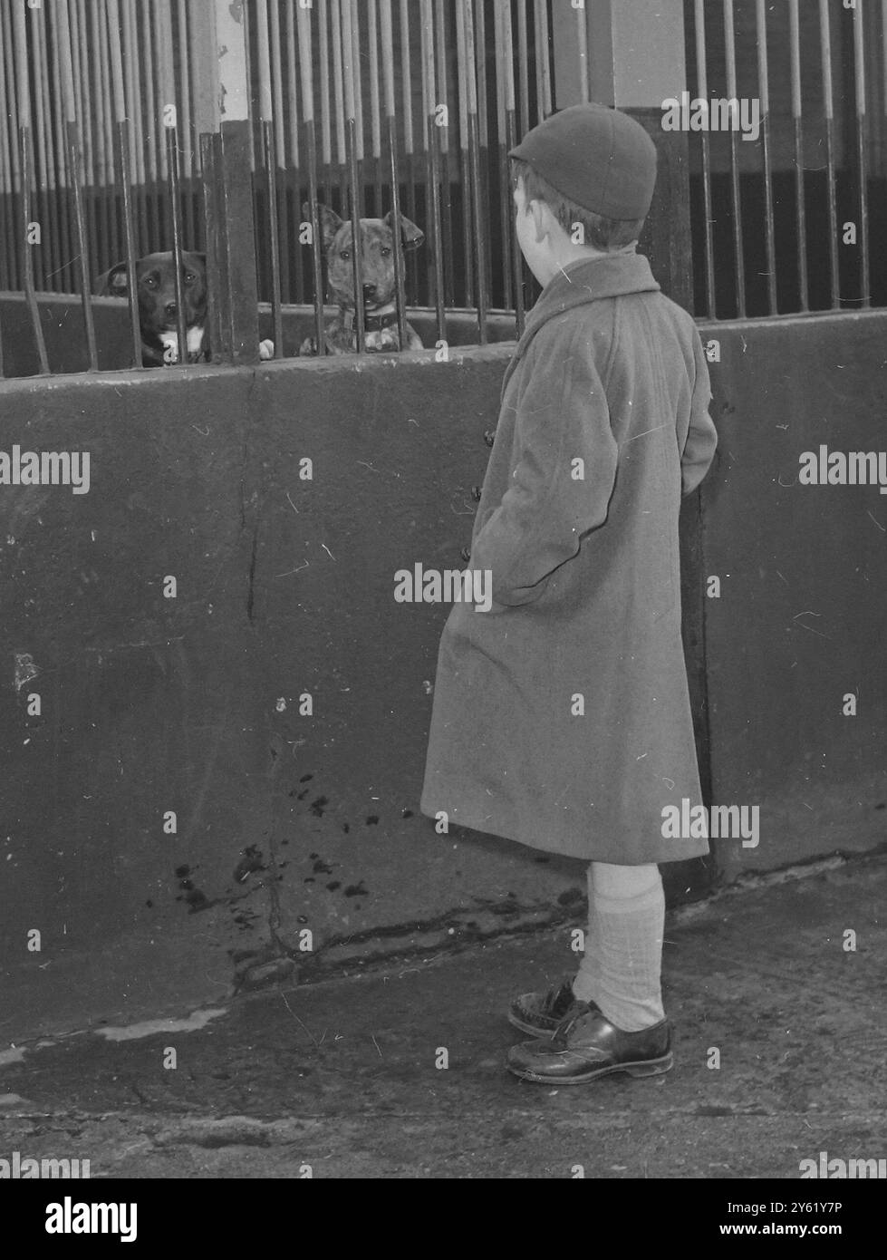 EIN KLEINER JUNGE, DER AM 1. FEBRUAR 1960 BATTERSEA-HUNDE NACH HAUSE SUCHT Stockfoto