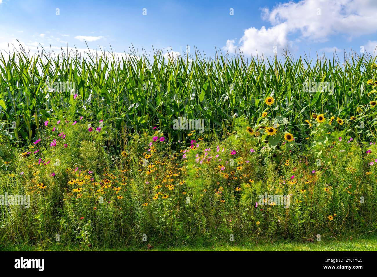 Blumenstreifen auf einem Maisfeld verschönern die verschiedenen Blumen und Pflanzen nicht nur die Landschaft, sondern sollen auch Bienen und andere Insekten versorgen Stockfoto