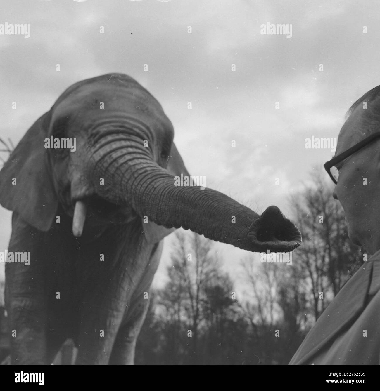 ELEFANT IM LONDONER ZOO AM 5. JANUAR 1960 Stockfoto